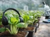 New Study Suggests Classical Music May Enhance Plant Growth New Study Suggests Classical Music May Enhance Plant Growth – Research & Innovation